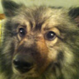 Meet your Posher, George